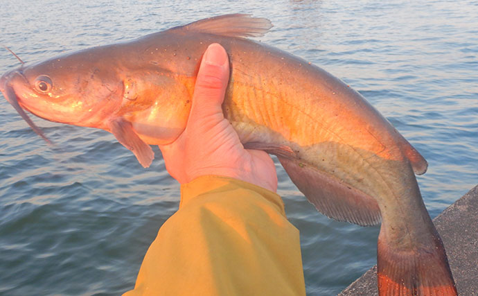 ハクレン釣りシーズンが開幕！常陸利根川で85cm級ハクレン2尾をキャッチ【茨城】