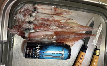 アジングタックルひとつでアジング＆エギング成立！　両本命をキャッチ