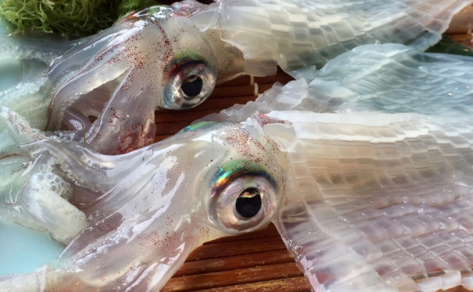 目玉を調べると行動履歴が分かる？　魚だけでなくヒグマの生態調査にも活用