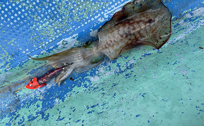 沖縄・伊是名島でのボートゲームでアカハタとアオリイカ連打！ パックロッドで挑戦