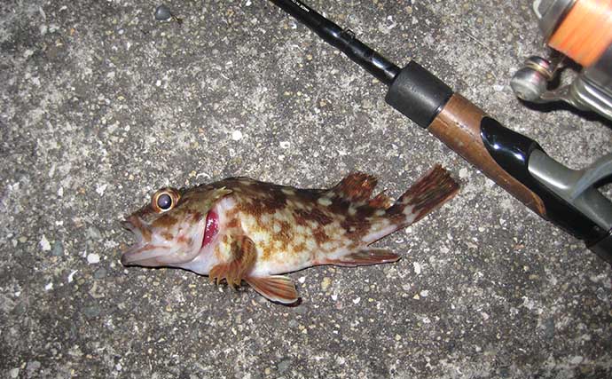 夜のライトゲーム釣行でカサゴ連発【岡山】小型のジグヘッドワームに好反応