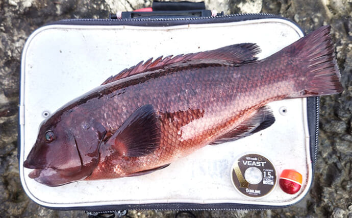 伊戸の地磯でのフカセ釣りで50cm級カンダイをキャッチ！【南房・千葉】