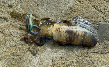 リーダーの長さの新基準は「肩幅」で決まり？　ショートリーダーのメリット…