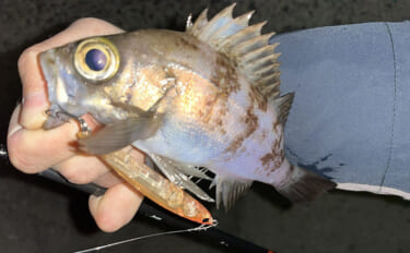 磯メバリングの実績抜群プラグルアー3選　ライトゲーム初心者にもオススメ…