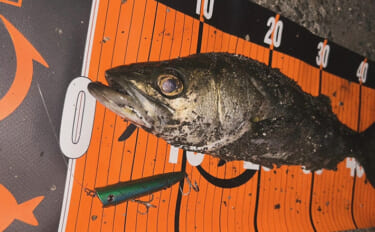 「激戦区は簡単には釣れない！」東京湾奥のバチ抜けシーバス【高実績ルアー…