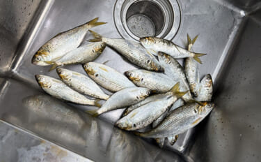 「コノシロが掬い放題の宿？」海まで徒歩0分のゲストハウス『HASHIN…