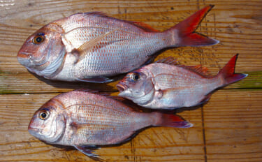 明石沖のボート釣りで食べ頃サイズのマダイ5匹手中【兵庫】チョクリ仕掛け…