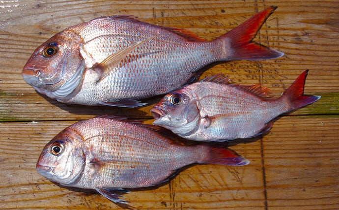 明石沖のボート釣りで食べ頃サイズのマダイ5匹手中【兵庫】チョクリ仕掛けで挑戦