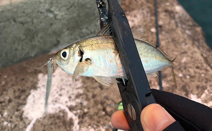 春の大阪湾奥ライトゲームは「メバリングタックルひとつで三刀流」がオススメ