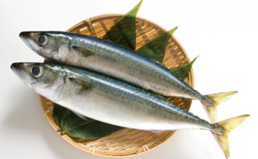 「輸入ものすら価格高騰へ」 いよいよ大衆魚でなくなる『サバ』の話