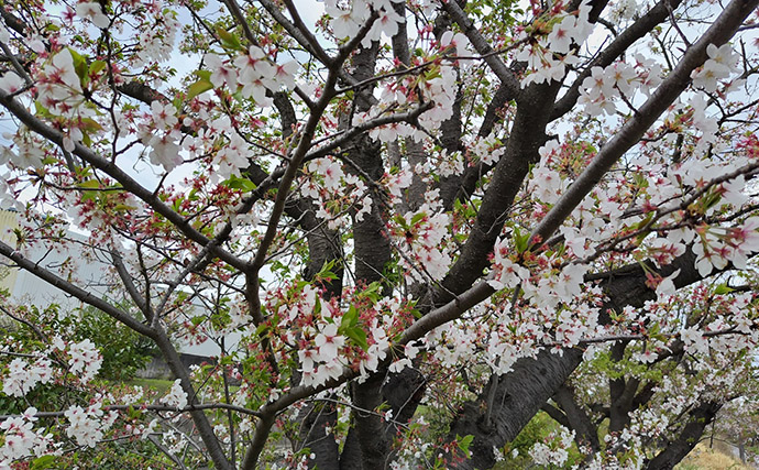 春の内房河川で63cm頭にシーバス5匹の数釣り達成！ ベイトとレンジの見極めが肝