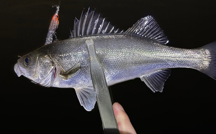 シーサイドコスモのメバリング釣行でシーバス連打！【大阪】本命メバルは不発