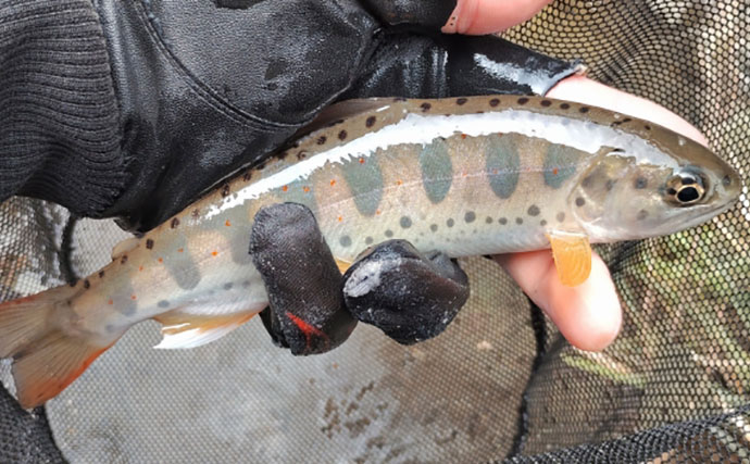 「アマゴの聖地で爆釣を満喫！」天川村での渓流エサ釣りで本命34匹手中