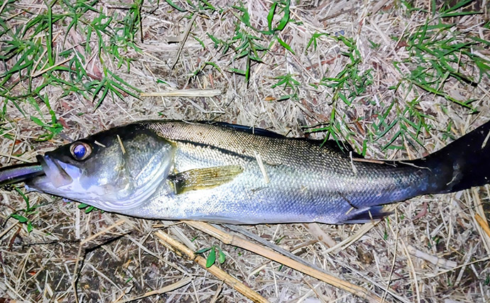 春の内房河川で63cm頭にシーバス5匹の数釣り達成！ ベイトとレンジの見極めが肝