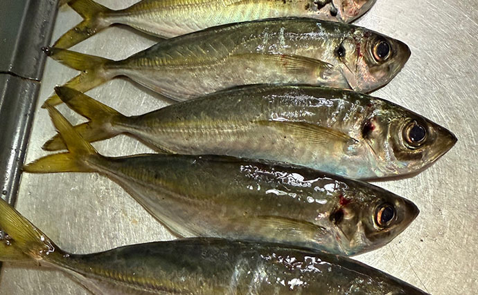 アジングタックルひとつでアジング＆エギング成立！　両本命をキャッチ