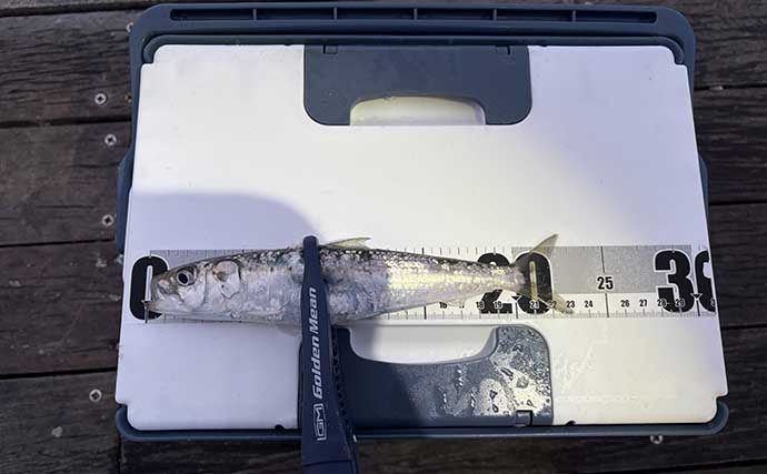 「脂ノリノリのイワシ接岸中」サビキ釣りでマイワシが爆釣！【小名浜・福島】