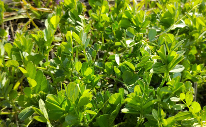 「その雑草、実は食べられるかも？」 渓流釣りと相性が良い野草採りのススメ