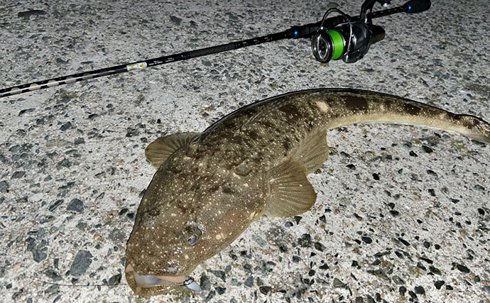 陸っぱりライトロックゲームでマダイにマゴチと絶好調！【山陰】カサゴは連発