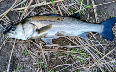 「ベイトはバチからハクへ？」リバーシーバスゲームで60cm級含み本命2…