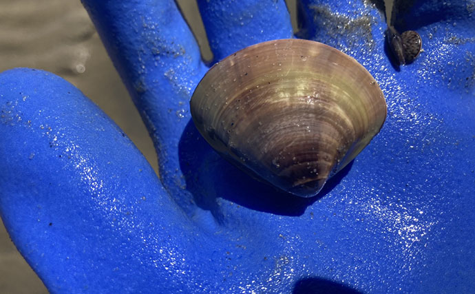 魚影ならぬ「貝影」が抜群に濃いトンボロ干潟でハマグリを発見！【愛知・前島】