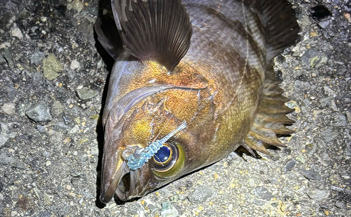 「夜の三刀流」がオススメ？　バチ抜けシーズンの陸っぱりルアー釣りの楽しみ方