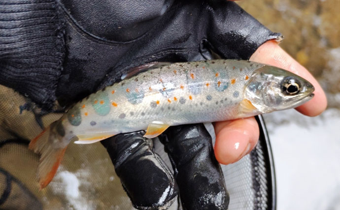 「アマゴの聖地で爆釣を満喫！」天川村での渓流エサ釣りで本命34匹手中