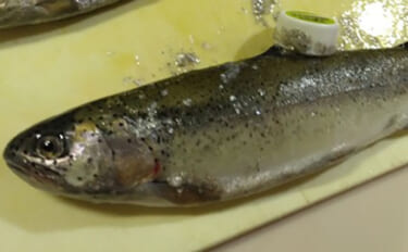 日本一小さい「蕨」市の唯一の釣り堀『つかプーフィッシング』で鯉とニジマ…