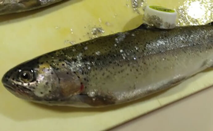 日本一小さい「蕨」市の唯一の釣り堀『つかプーフィッシング』で鯉とニジマス釣りを堪能