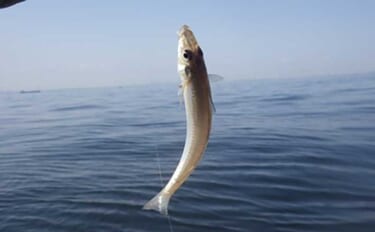 「敵はアカクラゲ？」東京湾船シロギス釣りで良型主体に37匹手中【たかは…