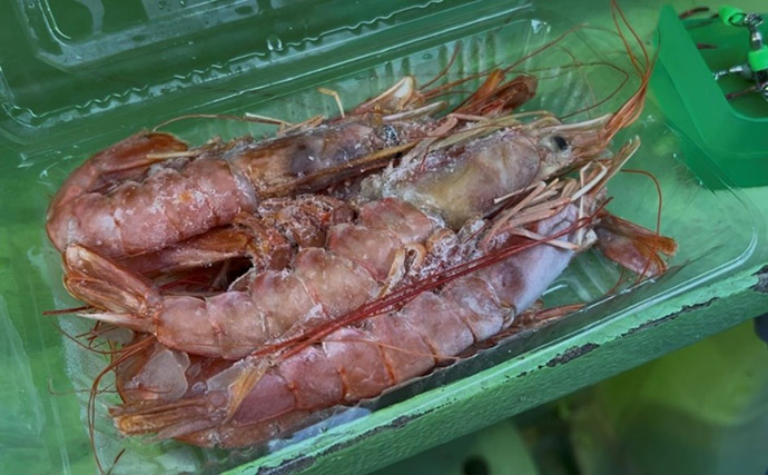 東京湾トラフグ釣りに初挑戦！ 同行者が見事本命キャッチ【吉野屋・浦安】