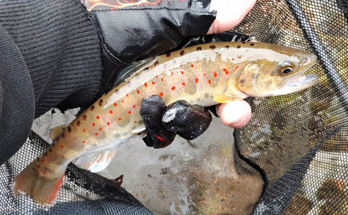 「アマゴの聖地で爆釣を満喫！」天川村での渓流エサ釣りで本命34匹手中