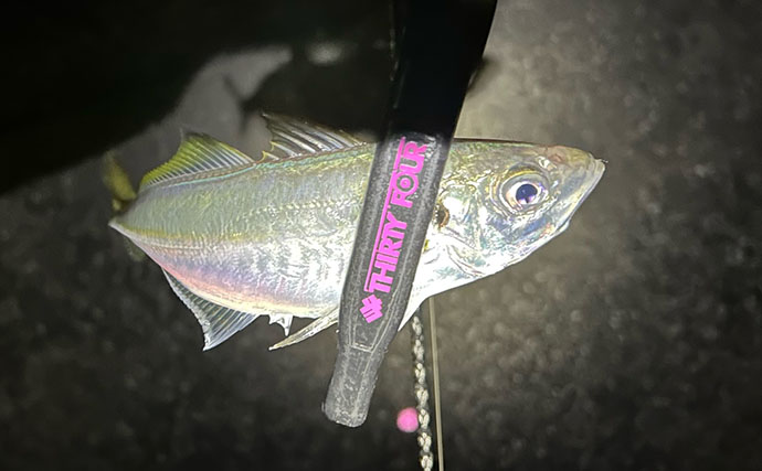 アジングタックルひとつでアジング＆エギング成立！　両本命をキャッチ