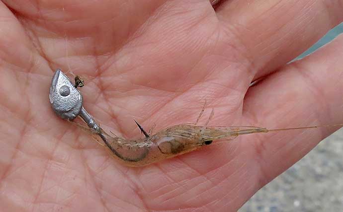 「ジグヘッド＋エサ」は波止釣り最強メソッド！ マイクロテンヤのボトムゲームを解説