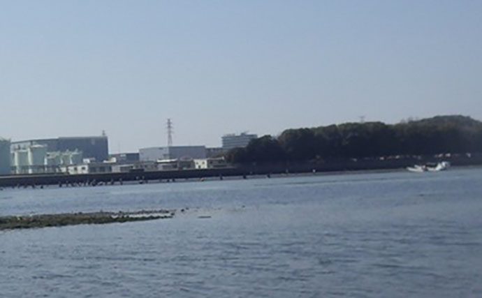 江戸川河口での潮干狩りで大型ホンビノス貝28個ゲット　ゲストにアサリも