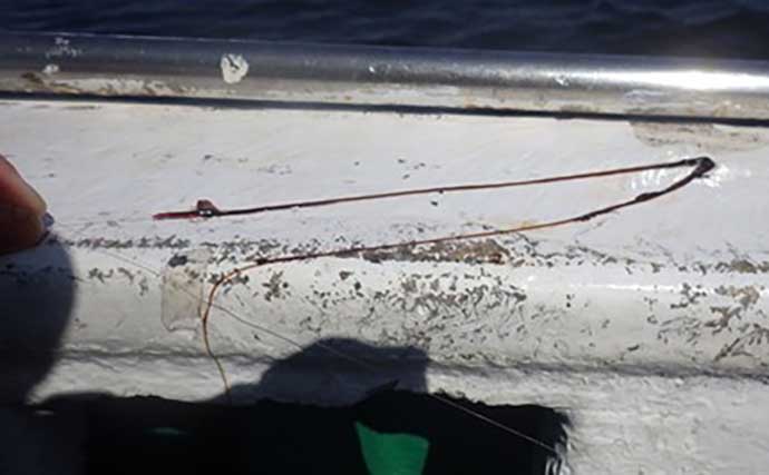 「敵はアカクラゲ？」東京湾船シロギス釣りで良型主体に37匹手中【たかはし遊船】