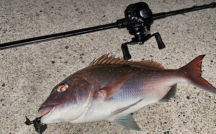 陸っぱりライトロックゲームでマダイにマゴチと絶好調！【山陰】カサゴは連発