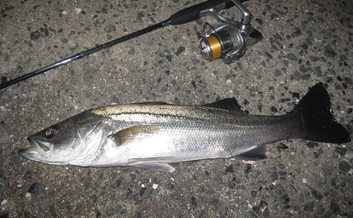 マイクロテンヤでの宙釣りでメバルにシーバスにカサゴ！【岡山】