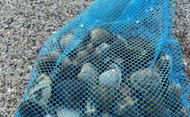 「なぜ？死んだアサリが沢山・・・」大潮の潮干狩りで本命発見も苦戦【岡山…