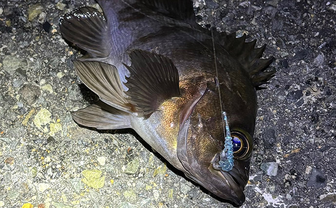 シーサイドコスモのメバリング釣行でシーバス連打！【大阪】本命メバルは不発