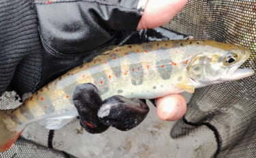 「アマゴの聖地で爆釣を満喫！」天川村での渓流エサ釣りで本命34匹手中