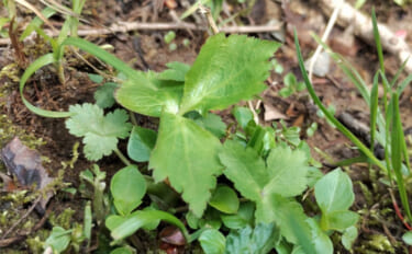 「その雑草、実は食べられるかも？」 渓流釣りと相性が良い野草採りのスス…