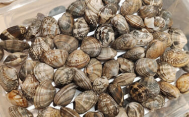 「釣り人的思考」でアサリ大量確保に成功！ 秘訣はアサリと人の考えを読む…