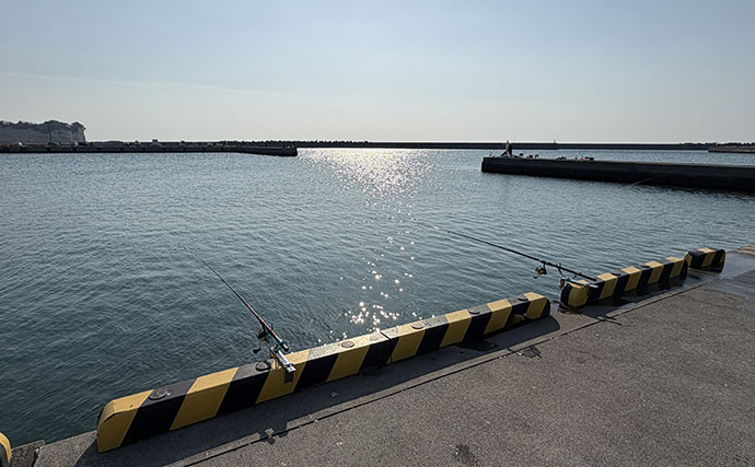 「天ぷらが最高！」エサなしの堤防サビキ釣りで稚鮎142匹【北茨城】