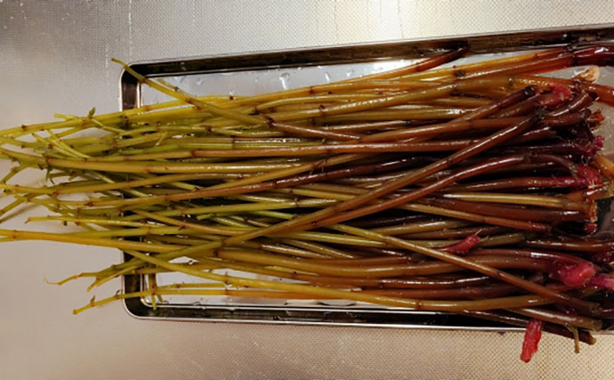 「その雑草、実は食べられるかも？」 渓流釣りと相性が良い野草採りのススメ