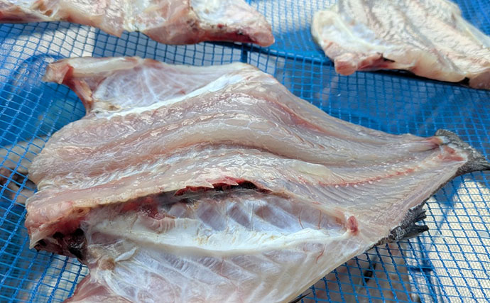 42cmジャンボイサギ登場！【良丸・那智勝浦】天びんカゴフカセ釣りで旬のイサギ連発