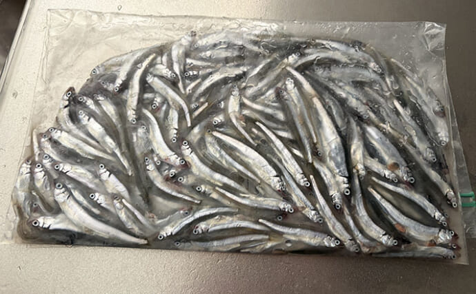 「天ぷらが最高！」エサなしの堤防サビキ釣りで稚鮎142匹【北茨城】
