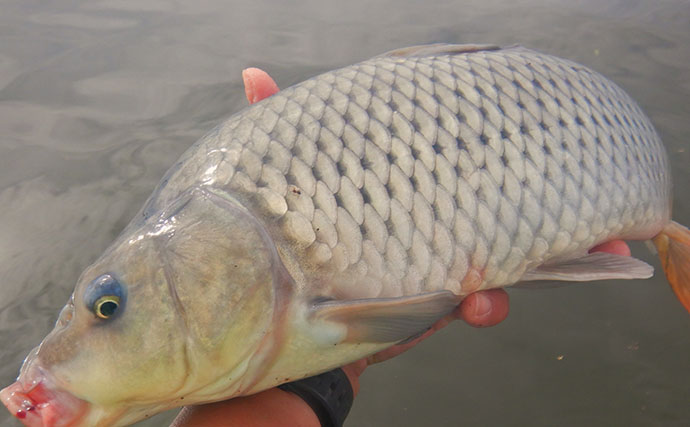 ハクレン釣りシーズンが開幕！常陸利根川で85cm級ハクレン2尾をキャッチ【茨城】