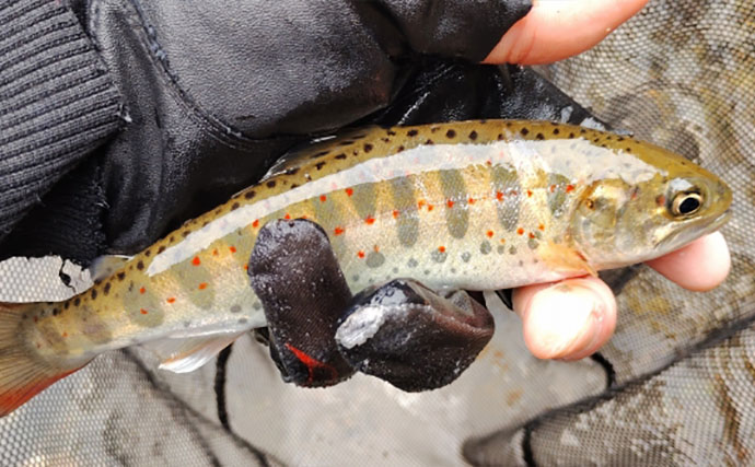 「アマゴの聖地で爆釣を満喫！」天川村での渓流エサ釣りで本命34匹手中