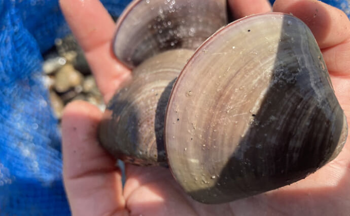 魚影ならぬ「貝影」が抜群に濃いトンボロ干潟でハマグリを発見！【愛知・前島】