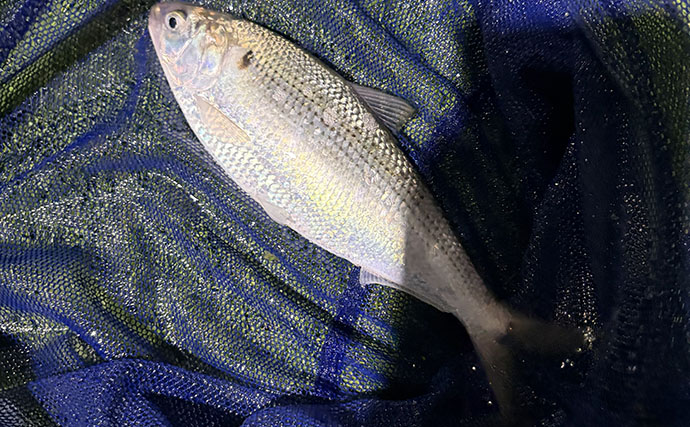 「コノシロが掬い放題の宿？」海まで徒歩0分のゲストハウス『HASHINSHITA』に泊まってみた